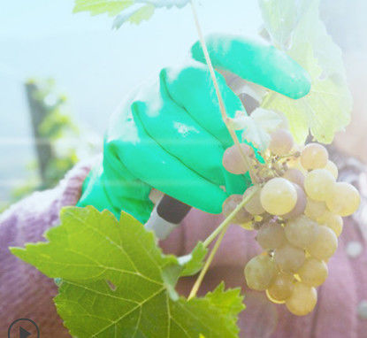 कीमोथेरेपी परीक्षण किया गया गुच्छेदार हरी नाइट्राइल दस्ताने