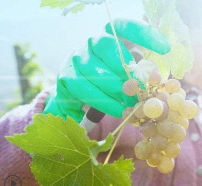 कीमोथेरेपी परीक्षण किया गया गुच्छेदार हरी नाइट्राइल दस्ताने